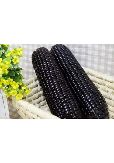 Süper Paket 20 Nadir Ithal Siyah Mısır Tohumu