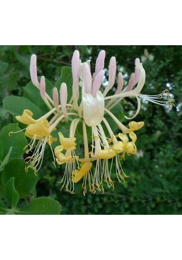 Hanımeli Fidanı 35 45 Cm