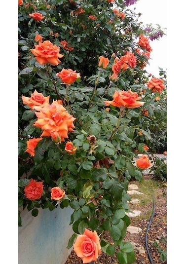 Somon Kayısı Yediveren Sarmaşık Gül Fidanı 15-25 CM