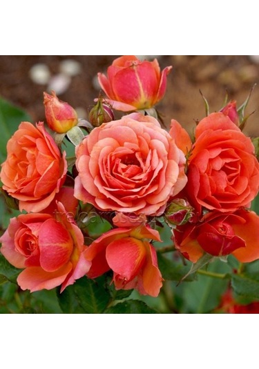 Tüplü Kordes Yediveren Mandarin Çok Goncalı Gül Fidanı