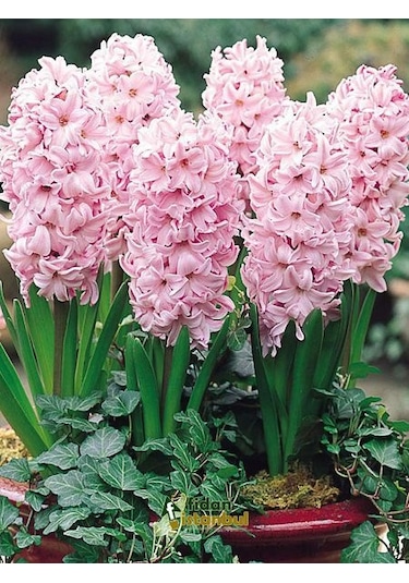 Sümbül Soğanı 5 Adet