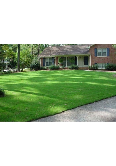 Bermuda Çim Tohumu 1 KG Bermuda GRass Uganda Çimi Ayrık Tohumu