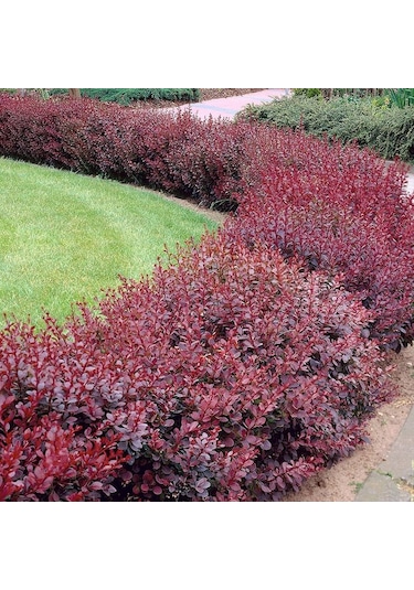 Kadın Tuzluğu Berberis Fidanı 2 Yaşında Tüplü