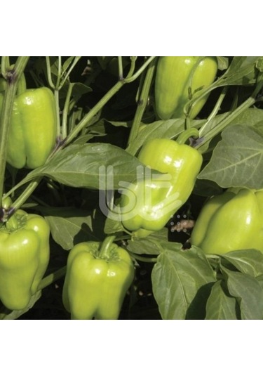 Bol Verimli Geleneksel Doru 16 Dolmalık Biber Tohumu 10 GR