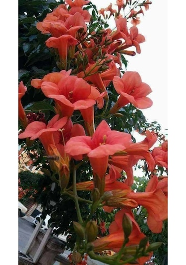 Hızlı Büyüyen Acem Borusu Fidanı 1 Yaşında Tüplü