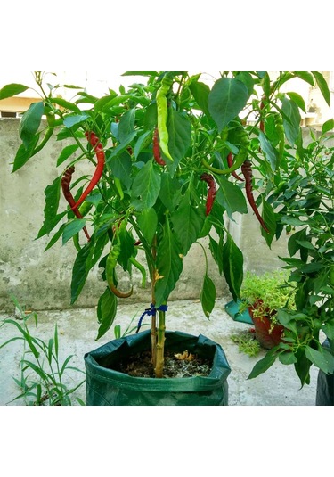 Sones 8 Cepli 43l / 10 Galon Dokumasız Keçe Çilek Dikim Çantası, Boyut: 35x45cm Kahverengi