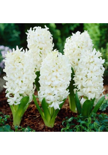 Beyaz White King Sümbül Soğanı 3 Adet