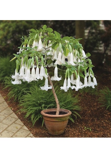 Beyaz Angel Trumpet Tohumu 3 Tohum Meleklerin Borozanı +