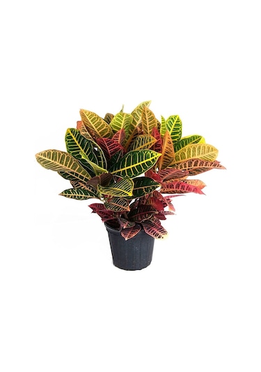 Croton Petra Bitkisi 40-50cm