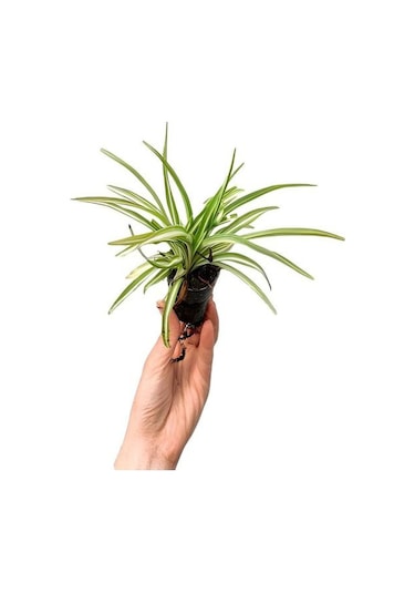 Yer Örtücü Buz Çiçeği+ Kurdela Çiçeği 5-15 Cm Saksılı Dış Mekan Bitkileri