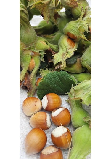 Fındık Fidanı 5 Adet Aşılı