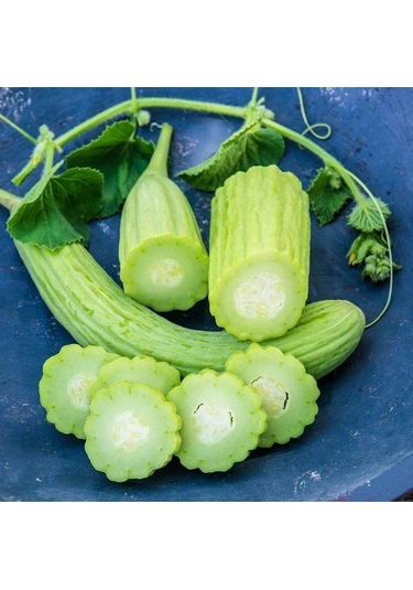 İri Meyveli Armenian Acuru Tohumu 20 Tohum