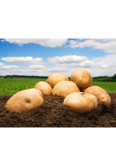 Akdeniz Kumpirlik Patates - 10 Kg