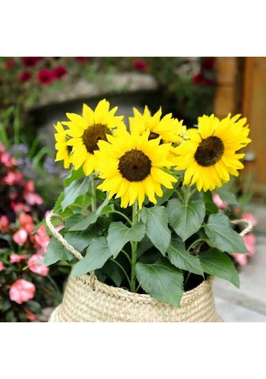 Süs Ayçiçeği Tohumu