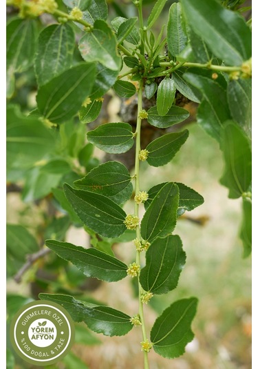 Doğanın Arındırıcı Mührü & Negatif Enerjiye Karşı Kalkan Hakiki Sidr Yaprağı Sedir Sidir 40gr.