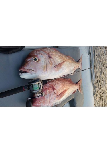 Tailwalk Salty Shape Tai Rubber Kamış  68M/FSL Spin 203cm. Vertic