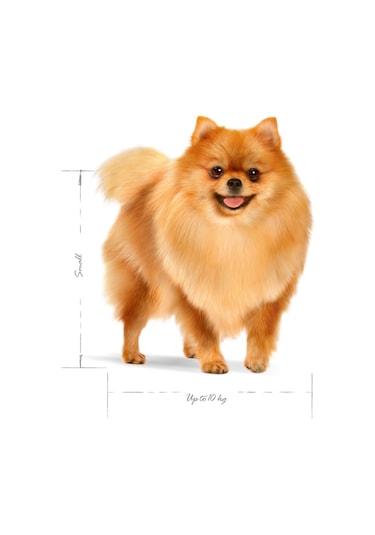Royal Canin Mini Indoor Yetişkin Köpek Maması 1500 G