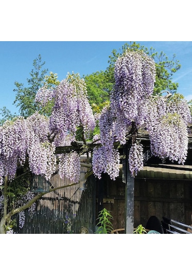 Mor Salkım Fidanı 40-60 Cm, Bahçenizde Masalsı Bir Güzellik