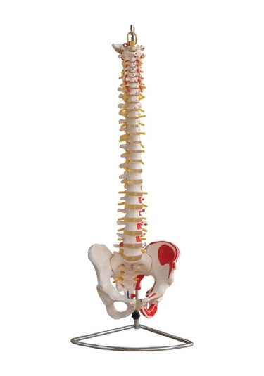 Omurga ve Kalça (Kas Bölgeleri İşaretlenmiş Pelvisli Vertebra) Mo