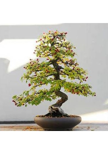 Bodur Bonsai Cennet Ağacı Tohumu Cennet Ağacı 5 Tohum+ Tohu
