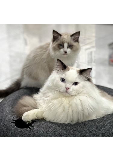 Mufunye Rahat Kedi Donut Tünel Yatağı Çıkarılabilir Her Mevsim Yarı Kapalı Kedi Yuvası E