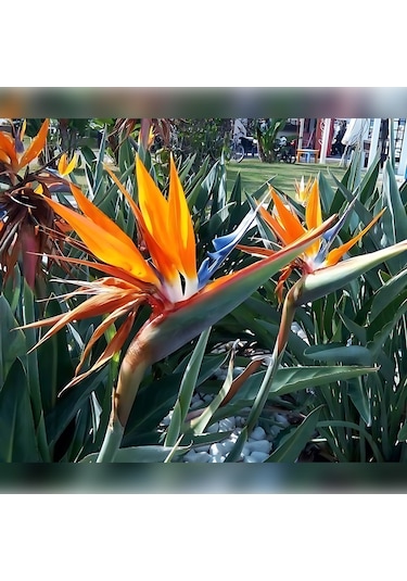 Starliçe Cennet Kuşu Strelitzia 100-120cm