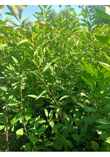 Yeşil Deniz Fidancılık Tüplü Kütahya Vişne Fidanı 100-150 Cm