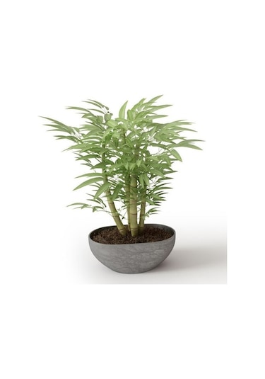 İthal Yeşil Bambu Tohumu Ekim Seti 3 Tohum +Saksı+Toprak+