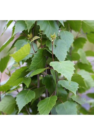Huş Ağacı Fidanı Betula Pendula - Estetik Peyzaj Ağacı