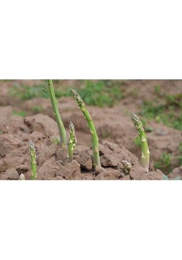 50 Adet Kuskonmaz Tohumu