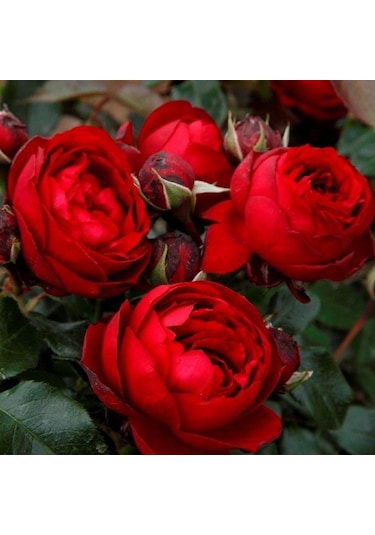 Tüplü Katmerli Kordes Rosen Till Eulenspiegel Kokulu Yediveren Gül Fidanı