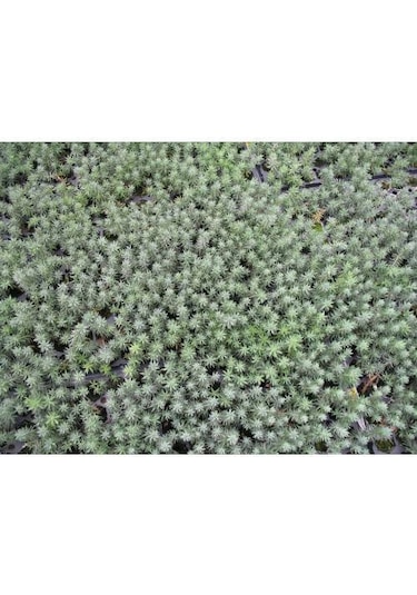 Sedum Reflexum 45 Adet - Teraryum İçin Sukulent Bitki