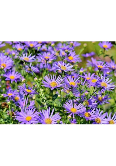 Yıldızpatı Çiçeği Tohumu 10 Tohum Çiçek Tohumu Yıldız Patı Çiçeği Tohumu