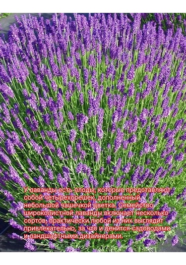 Lavanta Fidanı Geniş Yapraklı