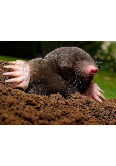 Kösnü Köstebek Ocağı Toprağı