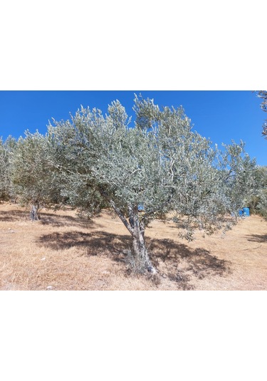 Beta İthal Rafine Kaolin