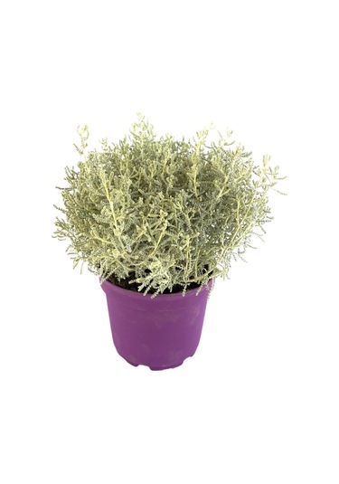 Kekik Lavantin Set Aromatik Yoğun Kokulu