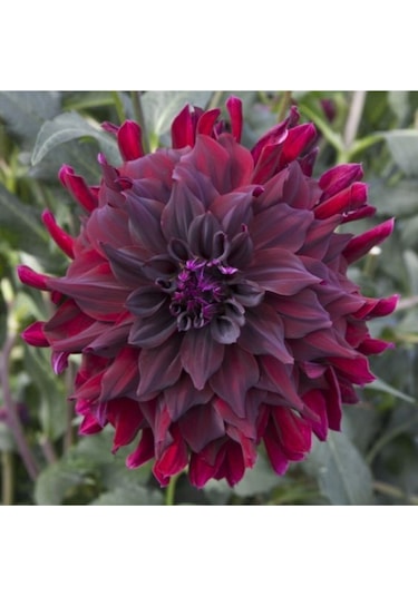 Kadife Kırmızı Yıldız Çiçeği Soğanı (Dahlia)2 Adet - ADAFDN0391