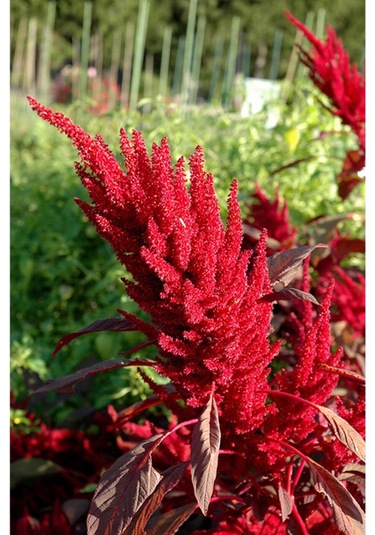 Nadir Püskül Çiçeği Tohumu 5 Tohum Çiçek Tohumu