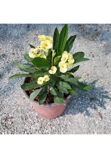 Sarı Euphorbia Milii - Dikenler Tacı Küçük Saksıda 3974