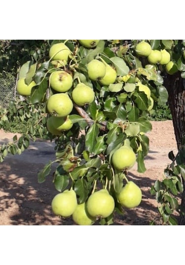 Tüplü, Aşılı, Erkenci Karahüseyin Armut Fidanı