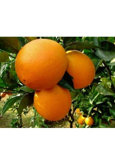Bodur Aşılı Yediveren Limon-Portakal-Kamkat-Mandalina Fidanı