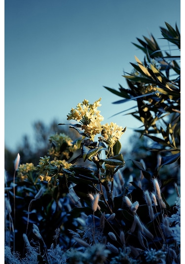 Estee Lauder Paradise Moon Kadın Parfüm EDP 100 ML