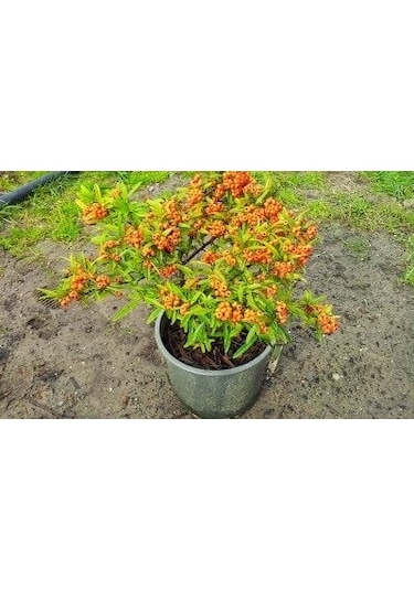 4 ADET Saksıda Ateş Dikeni (pyracantha) Fidanı (50-70 Cm)