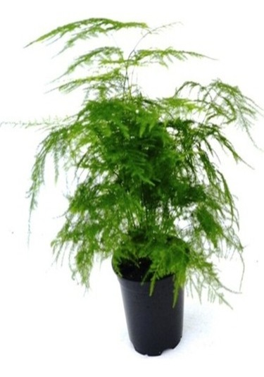 2 Adet Tül Çiçeği Kuşkonmaz Aspagus Çiçeği