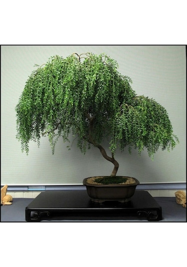 Bodur Bonsai Kıbrıs Akasya Ağacı Tohumu Yetiştirme Kiti