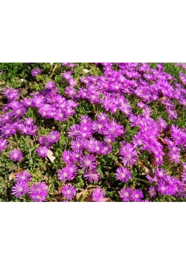 Serada Decor Plant 10 Adet Acem Halısı Çiçeği Fidesi Fidanı