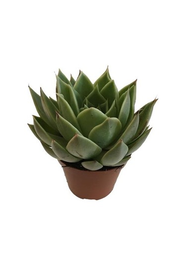 Saksıda İthal Büyük Boy Sukulent