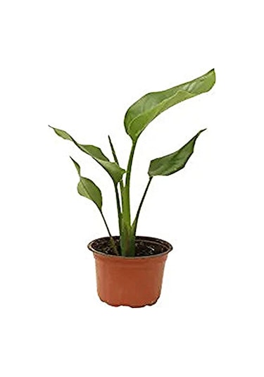 Mini Saksıda Starliçe Cennet Kuşu Çiçeği 15-25 Cm