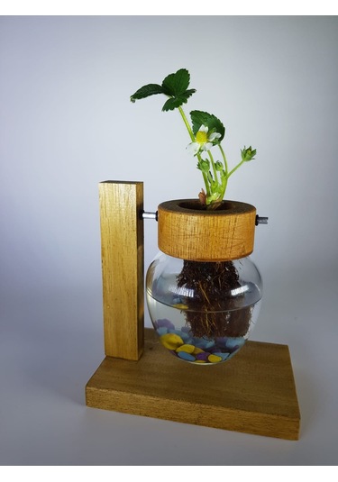 Topraksız Bitki ve Çiçek için Ahşap Ayaklı Dekoratif Cam Vazo